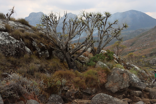 Image of Xerophyta splendens by (c) Tony Rebelo, some rights reserved (CC BY-SA)