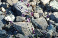 Streptanthus polygaloides