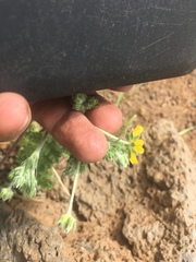 Potentilla crinita