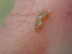 Gammarus mucronatus