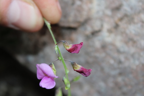 Image of Tephrosia vicioides by (c) Rodolfo Maximiliano Gutiérrez-Sánchez, some rights reserved (CC BY)