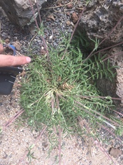 Potentilla crinita