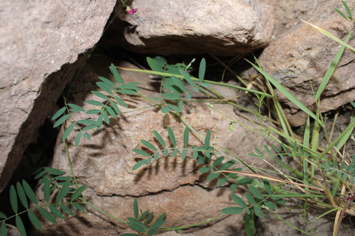 Image of Tephrosia vicioides by (c) Rodolfo Maximiliano Gutiérrez-Sánchez, some rights reserved (CC BY)