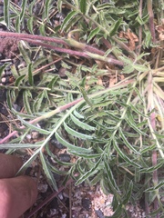 Potentilla crinita