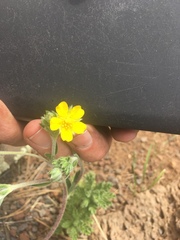 Potentilla crinita