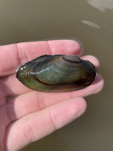 Cylindrical Papershell