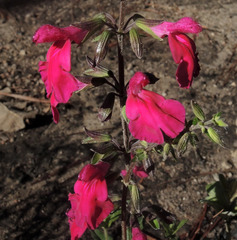 Salvia angustiarum