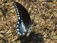 Papilio troilus troilus
