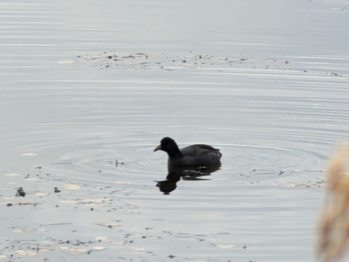 American Coot photographed in Alaska