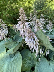 Hosta