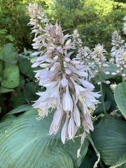 Hosta
