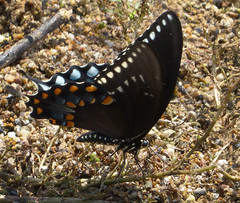 Papilio troilus troilus