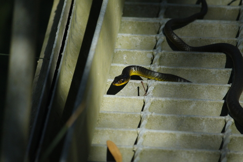 Common Tree Snake sighting