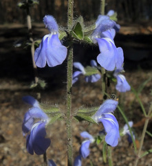 Salvia heterotricha