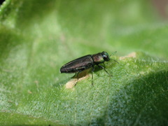 Anthaxiini