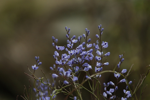 Comesperma volubile (Comesperma volubile)