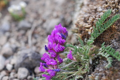 Oxytropis lambertii