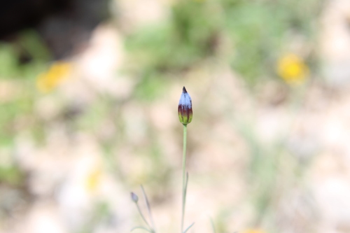 Porophyllum linaria, photograph 6
