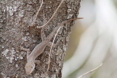 Anolis cooki