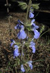 Salvia heterotricha