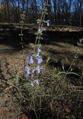 Salvia heterotricha