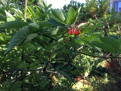 Sambucus racemosa