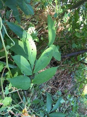 Sambucus racemosa