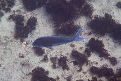 Nemadactylus douglasii