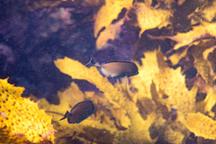 Prionurus maculatus