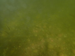 Atheriniformes