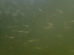 Atheriniformes