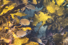 Prionurus maculatus