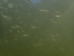 Atheriniformes