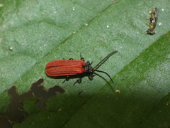 Pyropterus nigroruber