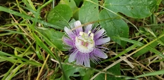 Passiflora incarnata