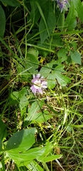 Passiflora incarnata