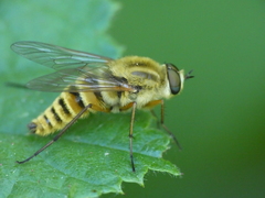 Thereva aurata