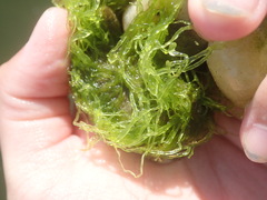 Ulva prolifera