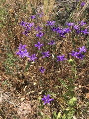 Brodiaea terrestris kernensis