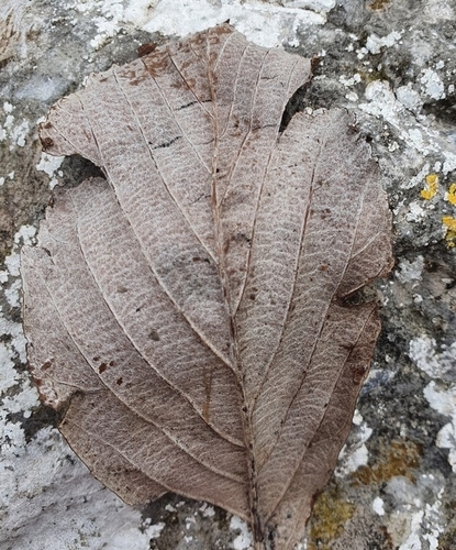Image of Hedlundia cuneifolia by no rights reserved