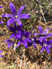 Brodiaea terrestris kernensis