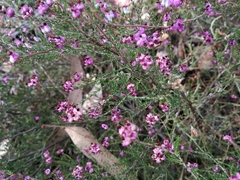 Erica umbellata