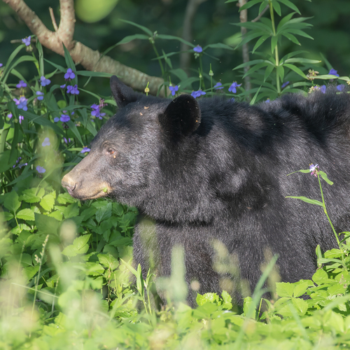 American Black Bear photographed in Georgia
