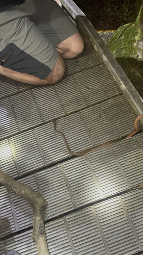 Brown Tree Snake sighting