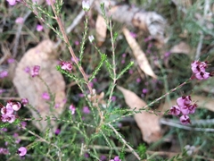 Erica umbellata