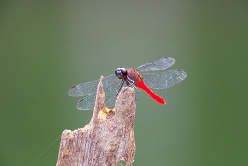 Scarlet Spiderlegs