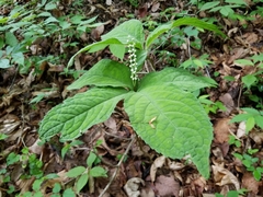 Chloranthus serratus