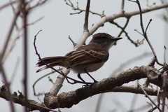 Myiarchus antillarum