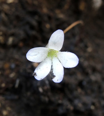 Pinguicula parvifolia