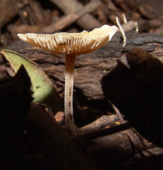 Collybiopsis subnuda
